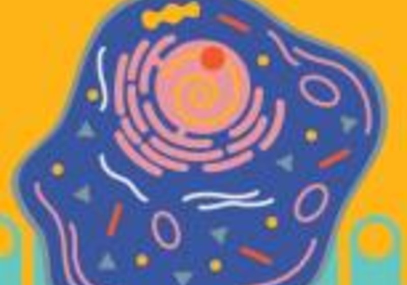 Piezoeletric Nanowires - How to tickle a cell